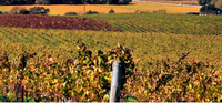 Climate change and Bordeaux Wine blog - MWH Wines